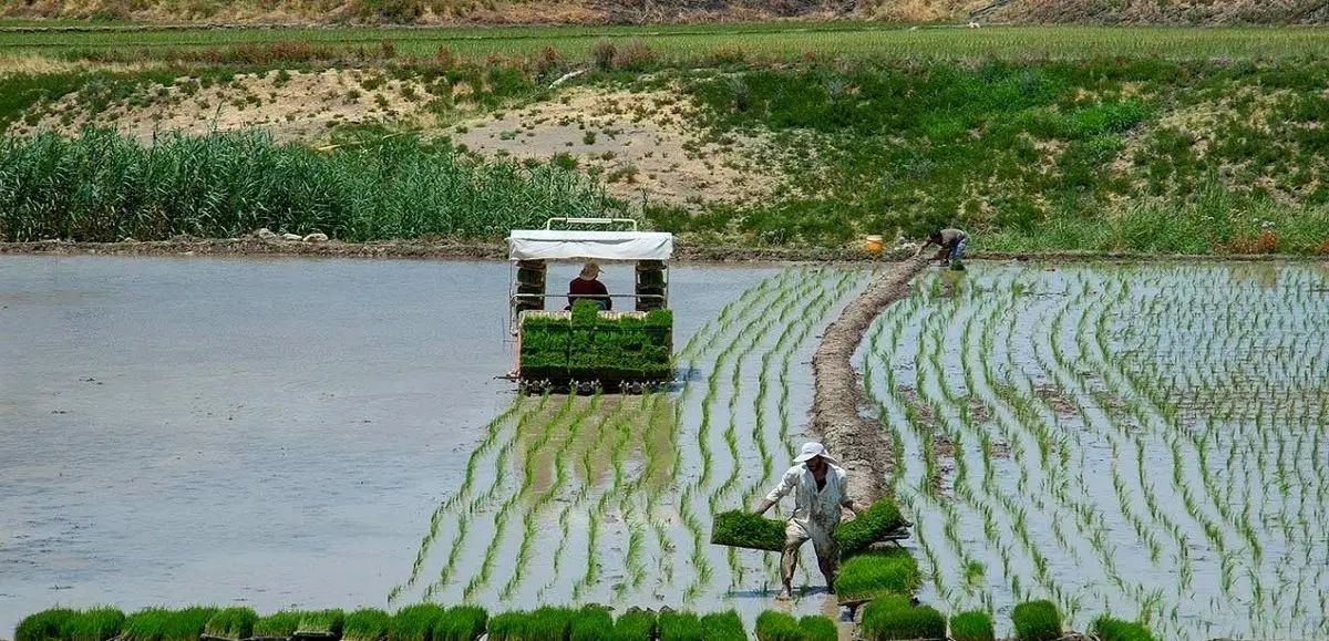 خودکفایی تولید برنج در داخل شدنی است