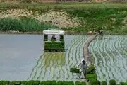 خودکفایی تولید برنج در داخل شدنی است
