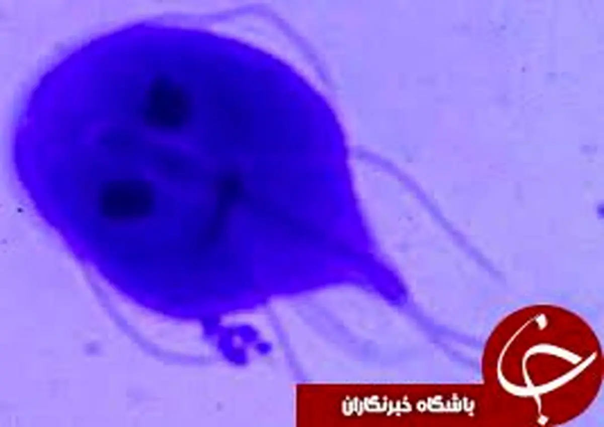 میکروبهایی که داخل روده ها زندگی میکنند+تصاویر