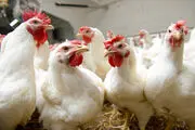 تشدید نظارت برای پیشگیری از آنفولانزای فوق حاد پرندگان
