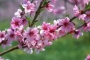 راهکارهایی برای از بین بردن خواب آلودگی بهار