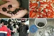 با خرید و فروش غیر مجاز حیات وحش در آستانه نوروز قاطعانه برخورد می‌شود
