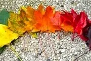 تصاویر دیدنی از پاییز رنگارنگ در پارک ملی نیویورک