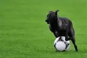  سگ بازیگوش یک بازی در لیگ آرژانتین را متوقف کرد 