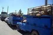 ۷۰ رأس
احشام
قاچاق در طبس کشف شد 