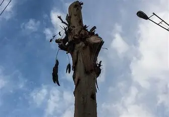  سکوت محیط زیست در برابر قتل‌عام «صدها اصله درخت در اهواز» 