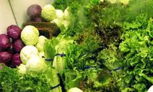 سبزیجات معطر اسانس میکروب کش دارند