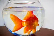 برای سال نو؛ ماهی قرمز بخریم یا نخریم؟