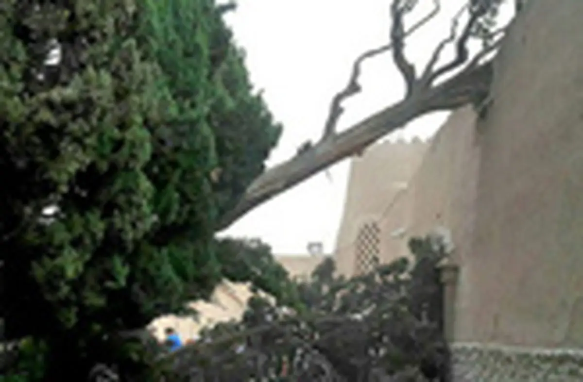 طوفان درخت سرو باغ فین کاشان را از جا درآورد