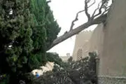 
طوفان درخت سرو باغ فین کاشان را از جا درآورد
