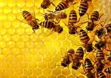 بزرگ‌ترین زنبور جهان/ عکس