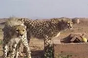  نیم رخ زیبای یوزپلنگ/ عکس