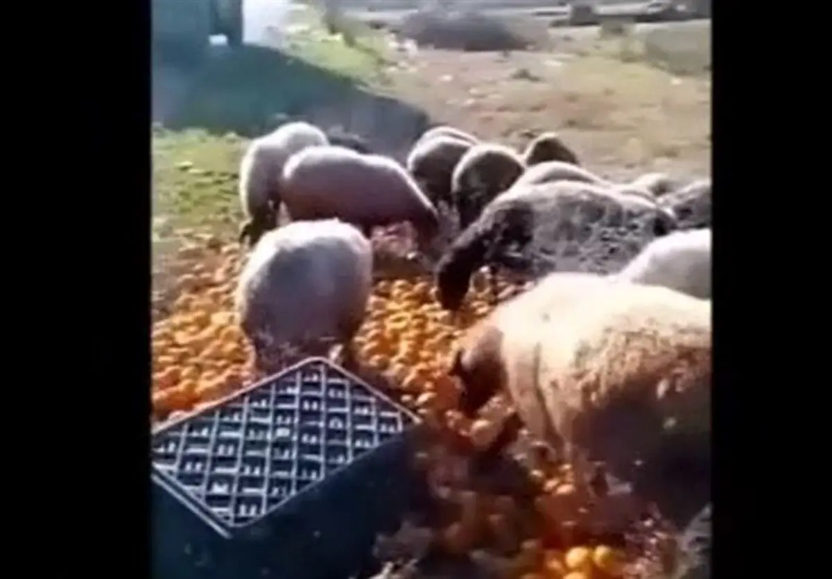 سرما پرتقال شمال کشور را تبدیل به خوراک دام ها کرد + عکس