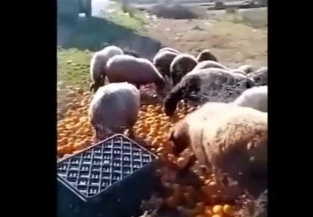 سرما پرتقال شمال کشور را تبدیل به خوراک دام ها کرد + عکس