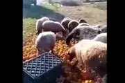 سرما پرتقال شمال کشور را تبدیل به خوراک دام ها کرد + عکس