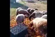 سرما پرتقال شمال کشور را تبدیل به خوراک دام ها کرد + عکس