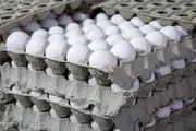 تخم مرغ کماکان کمتر از نرخ مصوب عرضه می شود
