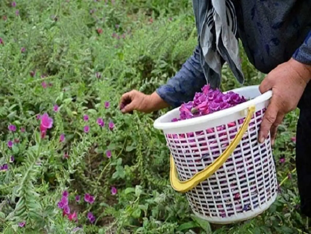 برخی گیاهان و گلها تنها تزئینی نیستند