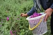 برخی گیاهان و گلها تنها تزئینی نیستند