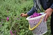 برخی گیاهان و گلها تنها تزئینی نیستند