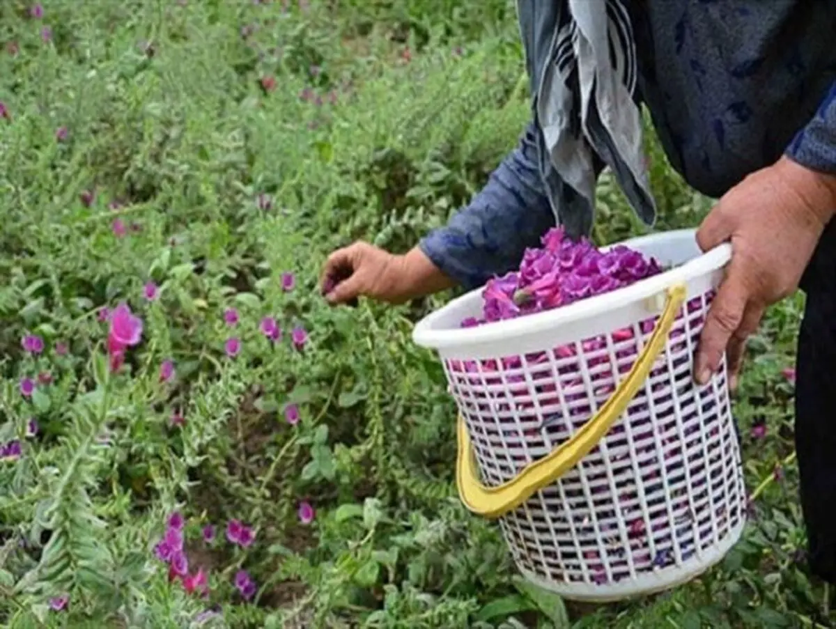 برخی گیاهان و گلها تنها تزئینی نیستند
