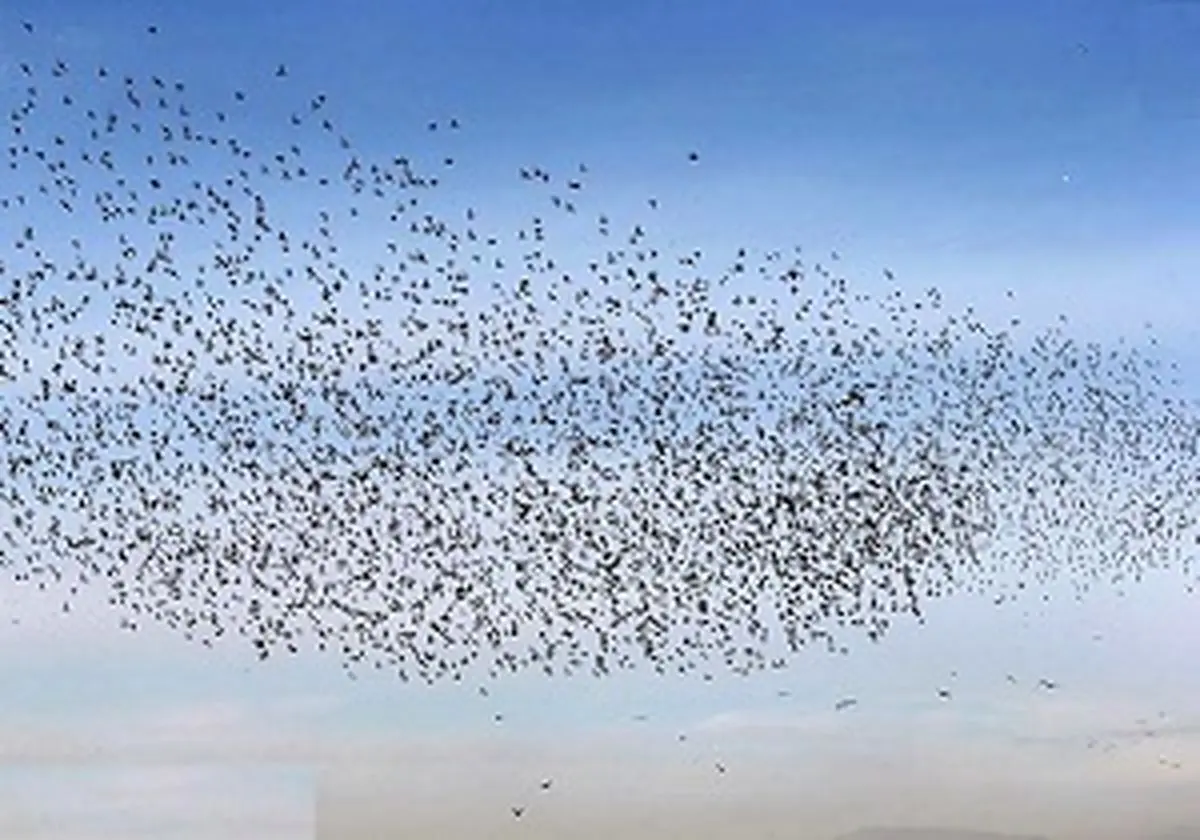 خسارت
سنگین پرندگان مهاجر به مزارع کشت و صنعت مغان