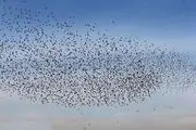 
خسارت
سنگین پرندگان مهاجر به مزارع کشت و صنعت مغان

