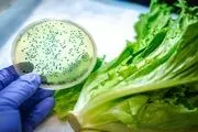 جمع آوری برخی مواد غذایی در آمریکا به دلیل احتمال آلودگی به ویروس