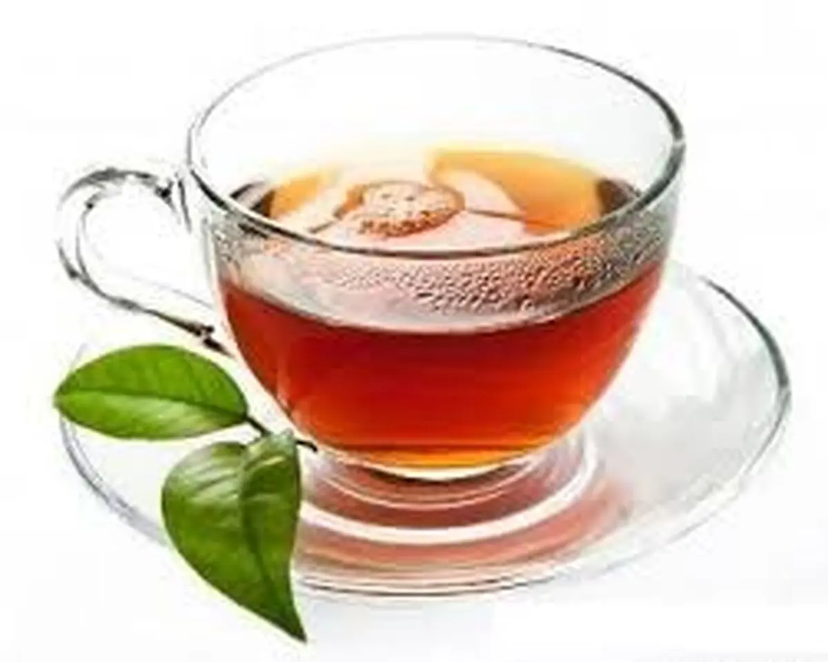 تولید 100 کیلو چای سفید در گیلان