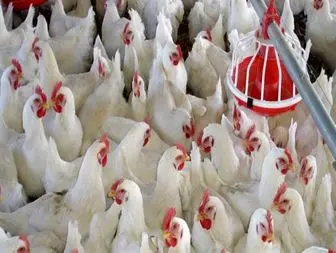 شیوع آنفولانزای فوق حاد مرغی در چند ماه گذشته و خسارت مالی مرغداران