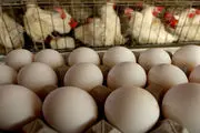 صادرات مرغ و تخم‌ مرغ همچنان بی‌رمق است