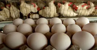 کاهش قیمت تخم مرغ