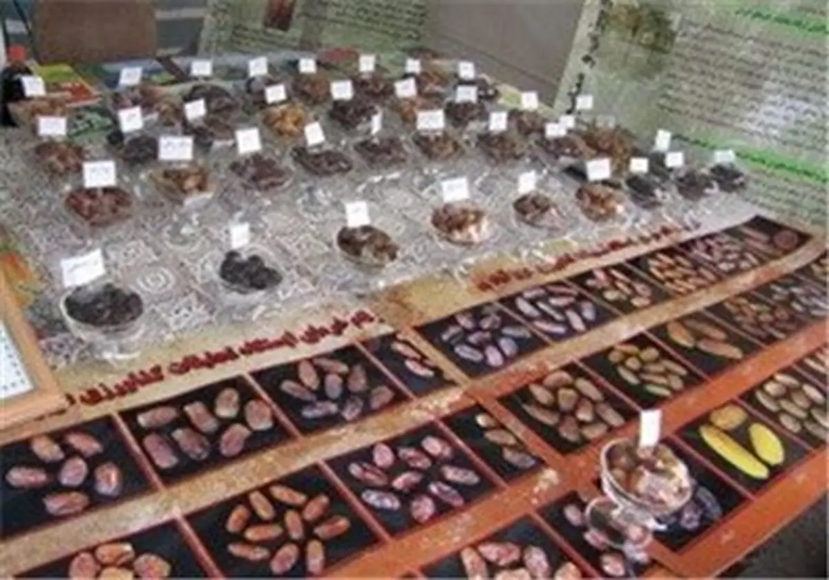 صادرات ۲۵۰ تن خرما از گمرک بوشهر