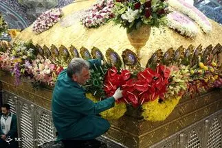 گل آرایی ضریح مطهر حضرت معصومه(س)/ گزارش تصویری 

