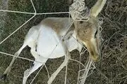 مرگ دو آهو در زمین چمن فلات قاره خارگ