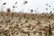 ملخ ها به تهران نزدیک شدند