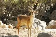 مرگ دردناک گوزن باردار
