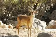 مرگ دردناک گوزن باردار