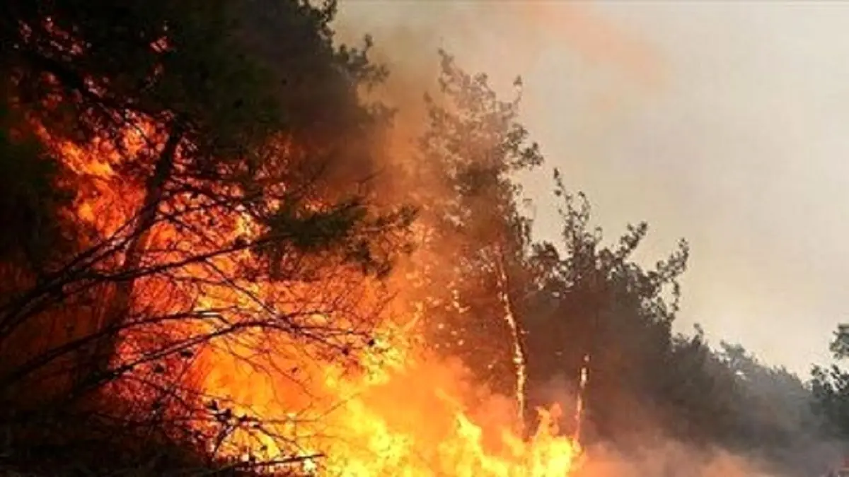 خبر مهم درباره آتش‌سوزی جنگل‌های الیت
