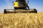 دستور وزیر جهاد برای تسریع در پرداخت مطالبات گندمکاران
