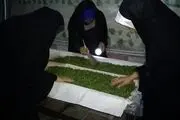 پرورش کرم ابریشم در نوشین شهر با اشتغال زایی برای ده نفر