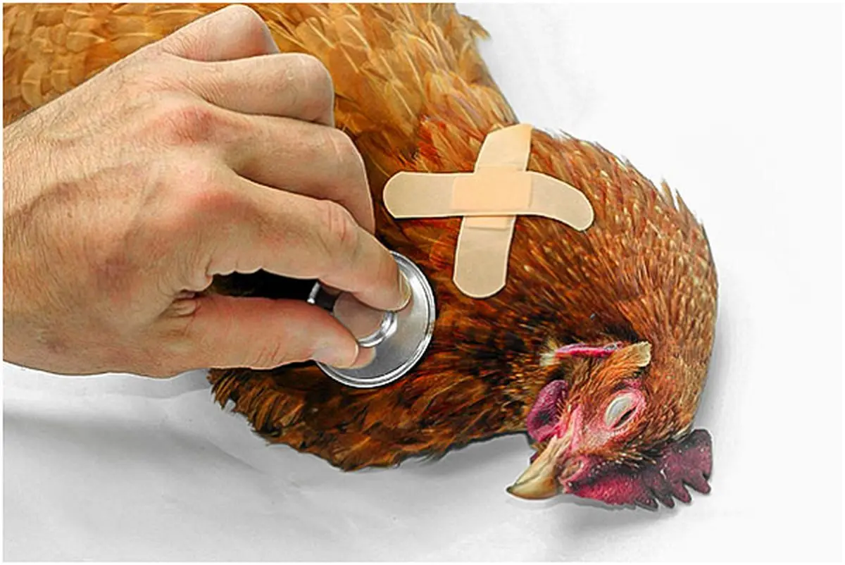 سه بیماری رایج مرغ و خروس و راه های درمان آن