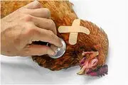 سه بیماری رایج مرغ و خروس و راه های درمان آن