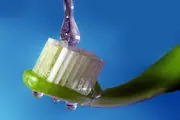 آیا مسواک نزدن باعث ذات الریه می شود؟
