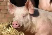 یک شرکت لوازم خانگی خوردن «خوک» را حلال کرد!