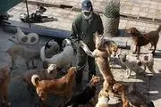 علت هجوم سگ‌های ولگرد به پایتخت