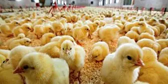 عمرانى: تولید کنندگان مرغ و تخم مرغ نگران نباشند