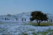 تصاویر; پارک ساحلی هیتاچی