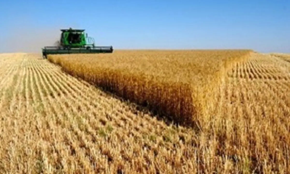 خبر خوش برای گندمکاران