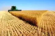 چند میلیون تن گندم در کل کشور خریداری‌شده است؟